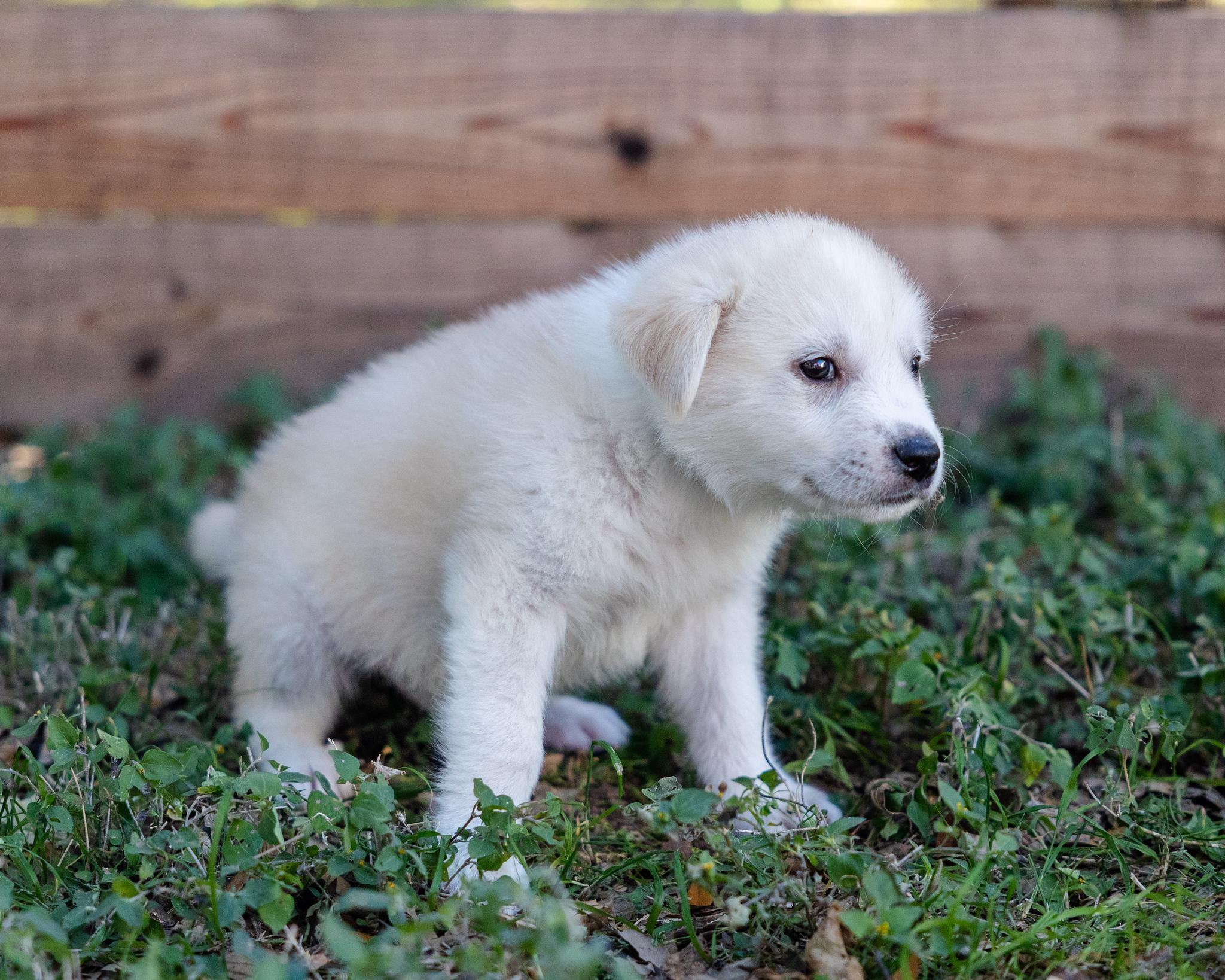 Enlarge North, an adopted mixed breed in Pflugerville, TX image 2/5