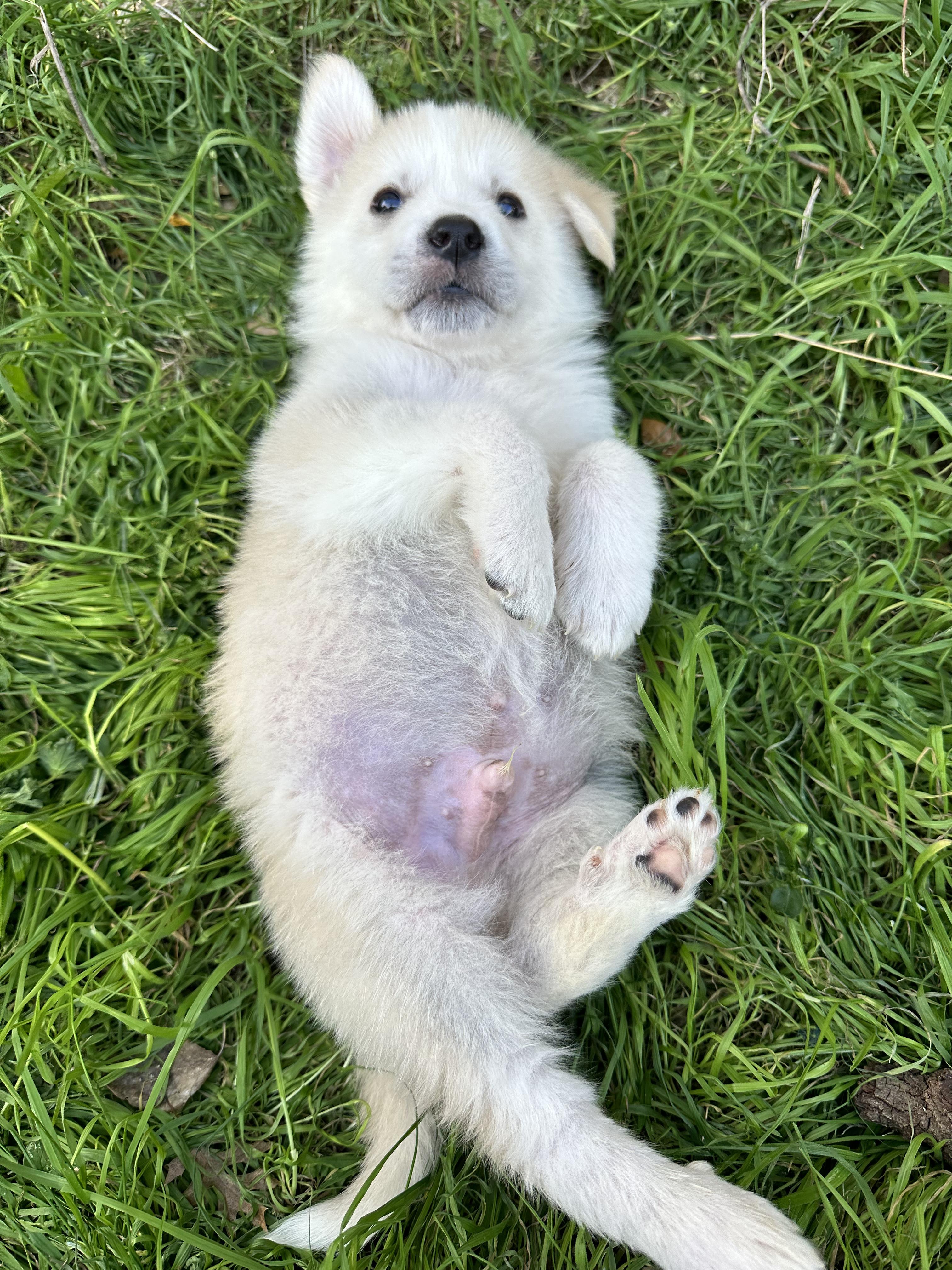 Enlarge North, an adopted mixed breed in Pflugerville, TX image 5/5