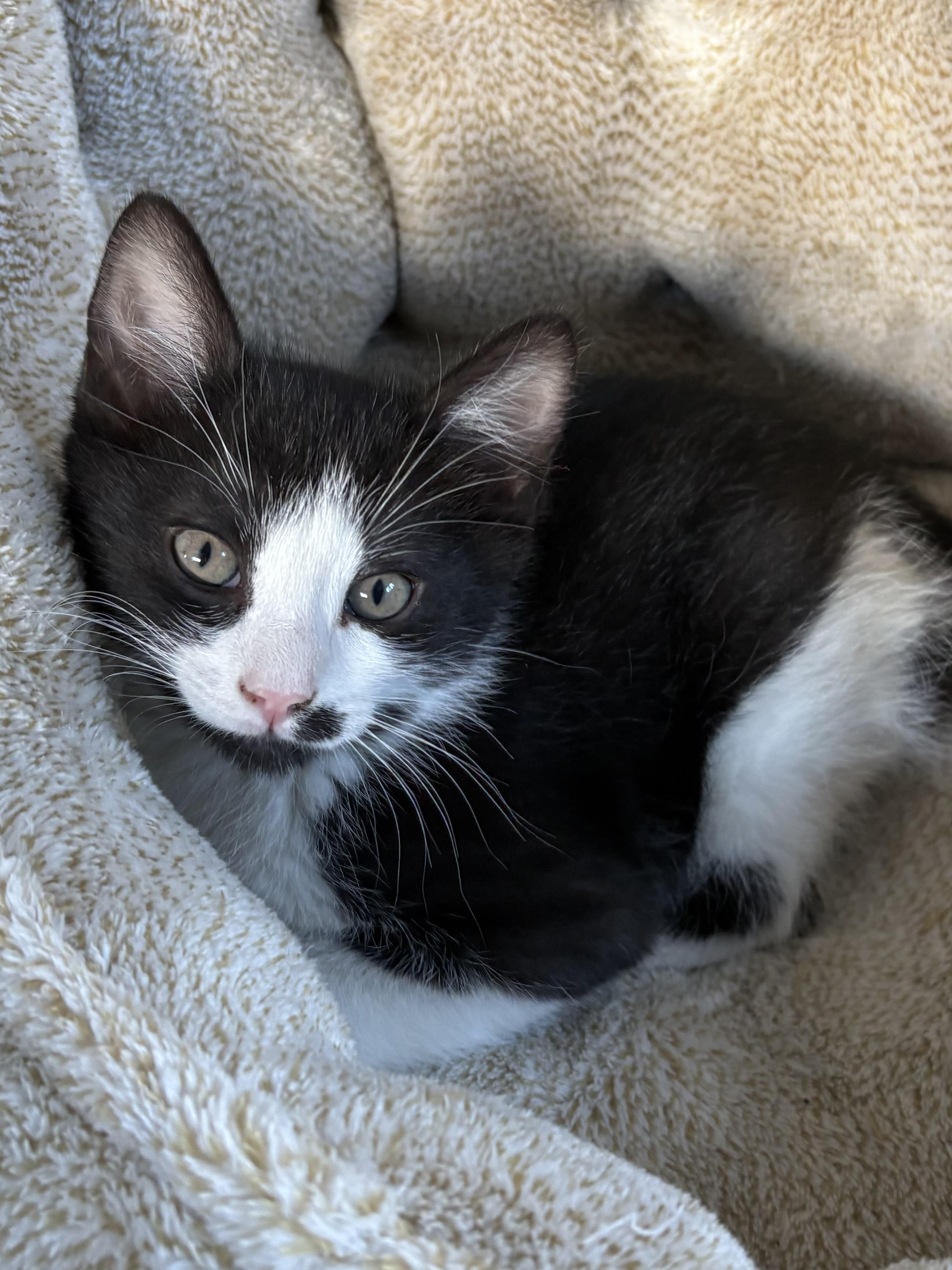 Arthur, a Adoptable American Shorthair in Big Rapids, MI image 2/3