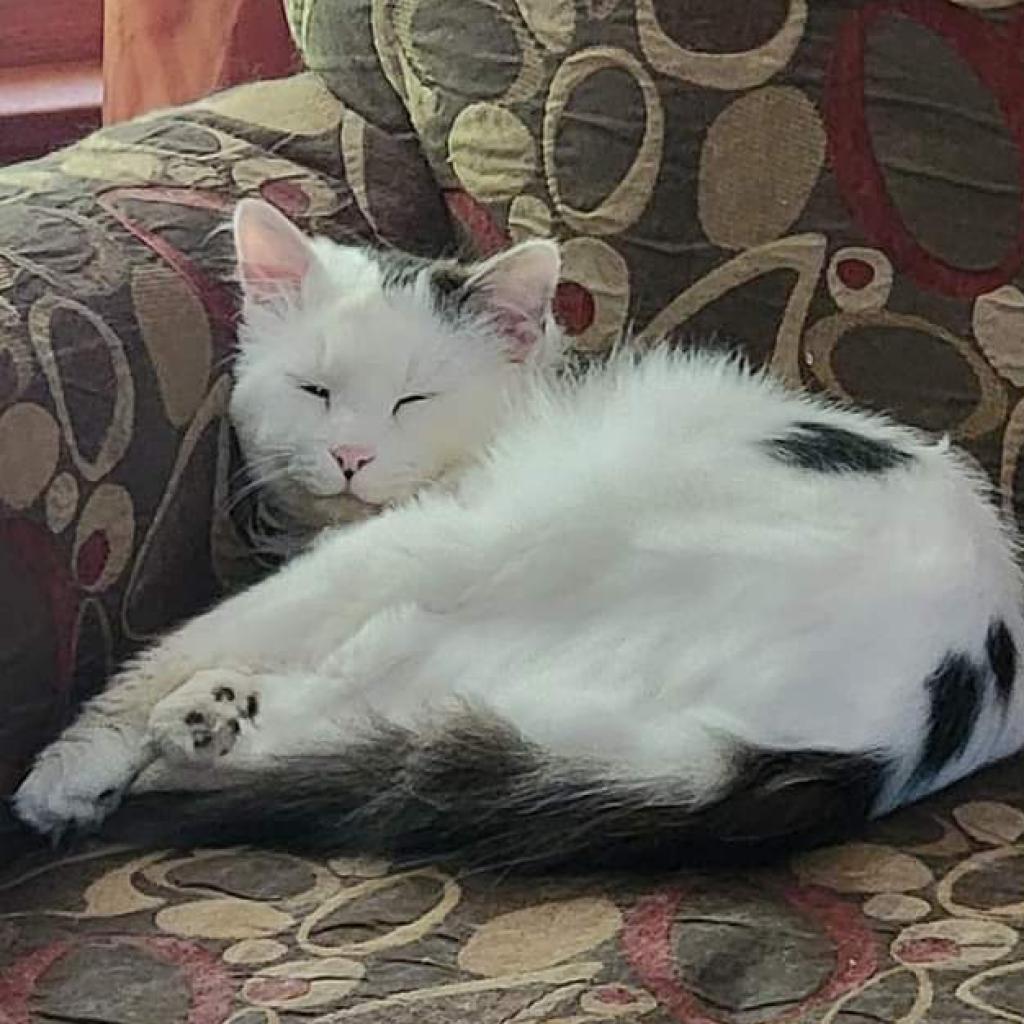 Smithers, Adoptable, Adult Male Domestic Long Hair.