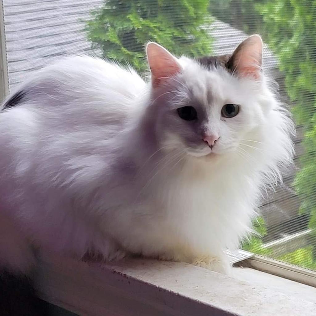 Enlarge Smithers, a Adoptable Domestic Long Hair in Wind Gap, PA image 2/2