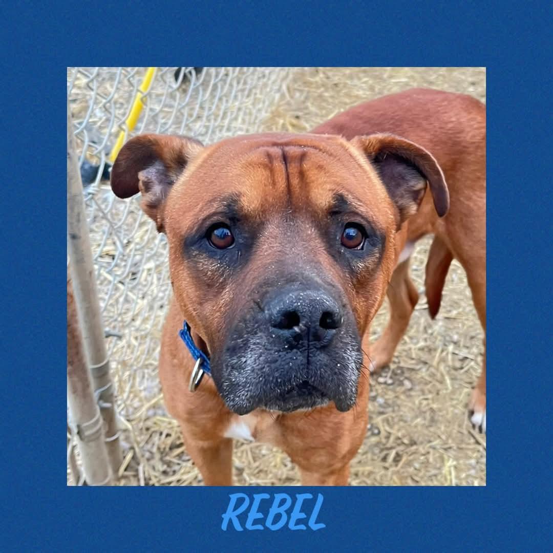 Enlarge Rebel, a Adoptable mixed breed in Warren, OH image 1/1