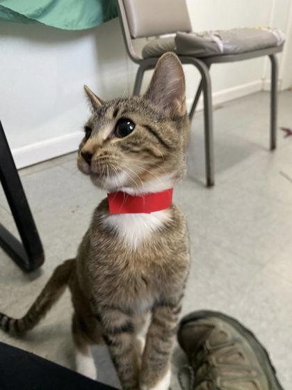 Cassie, a Adoptable mixed breed in Hobart, IN image 1/3