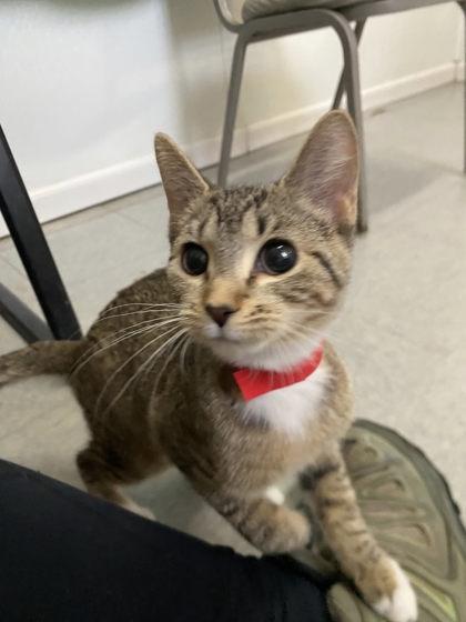 Cassie, a Adoptable mixed breed in Hobart, IN image 2/3