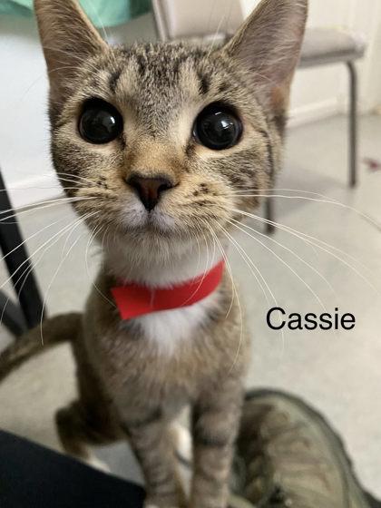 Cassie, a Adoptable mixed breed in Hobart, IN image 3/3