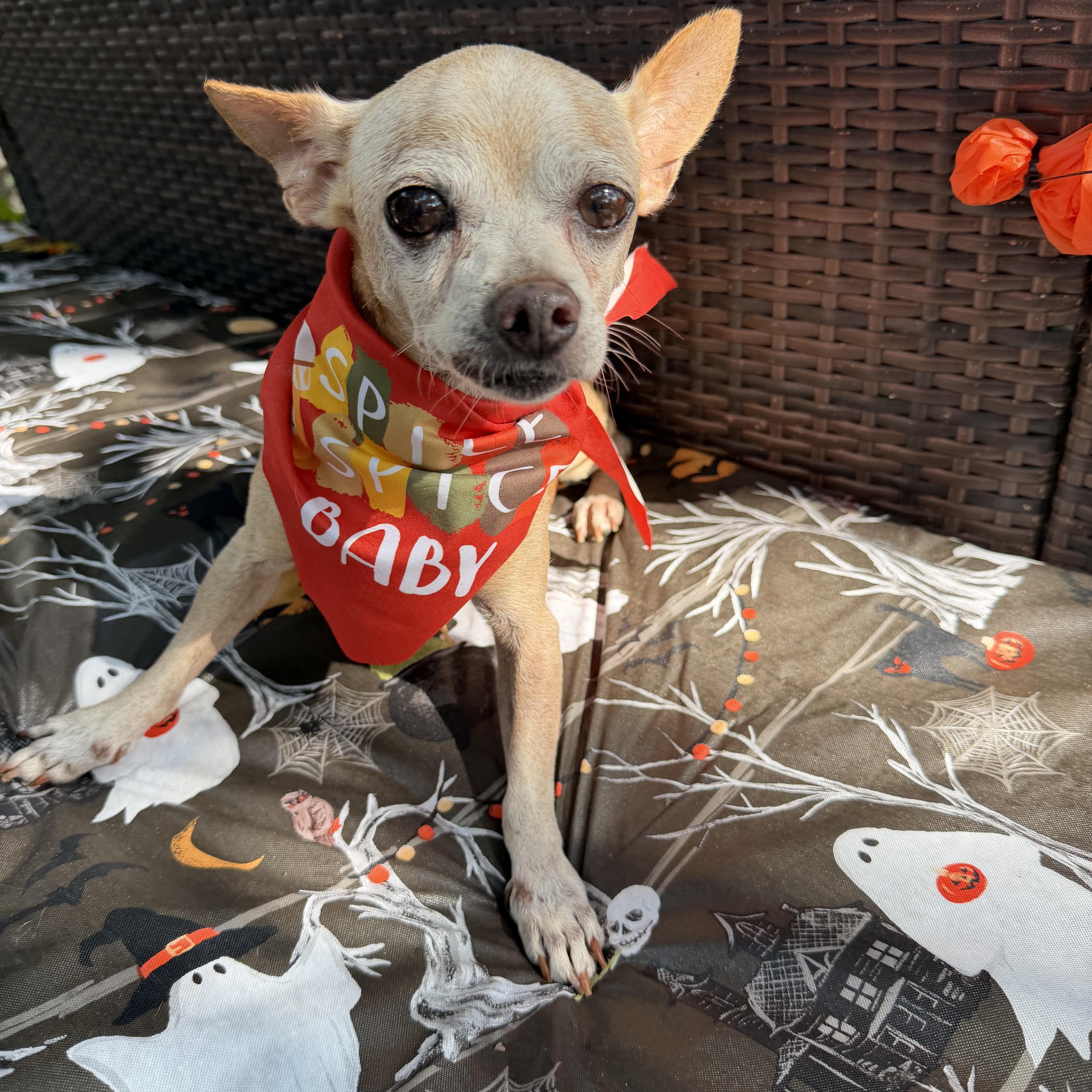 Enlarge Billy Brown, a Adoptable Chihuahua in Warwick, RI image 3/4