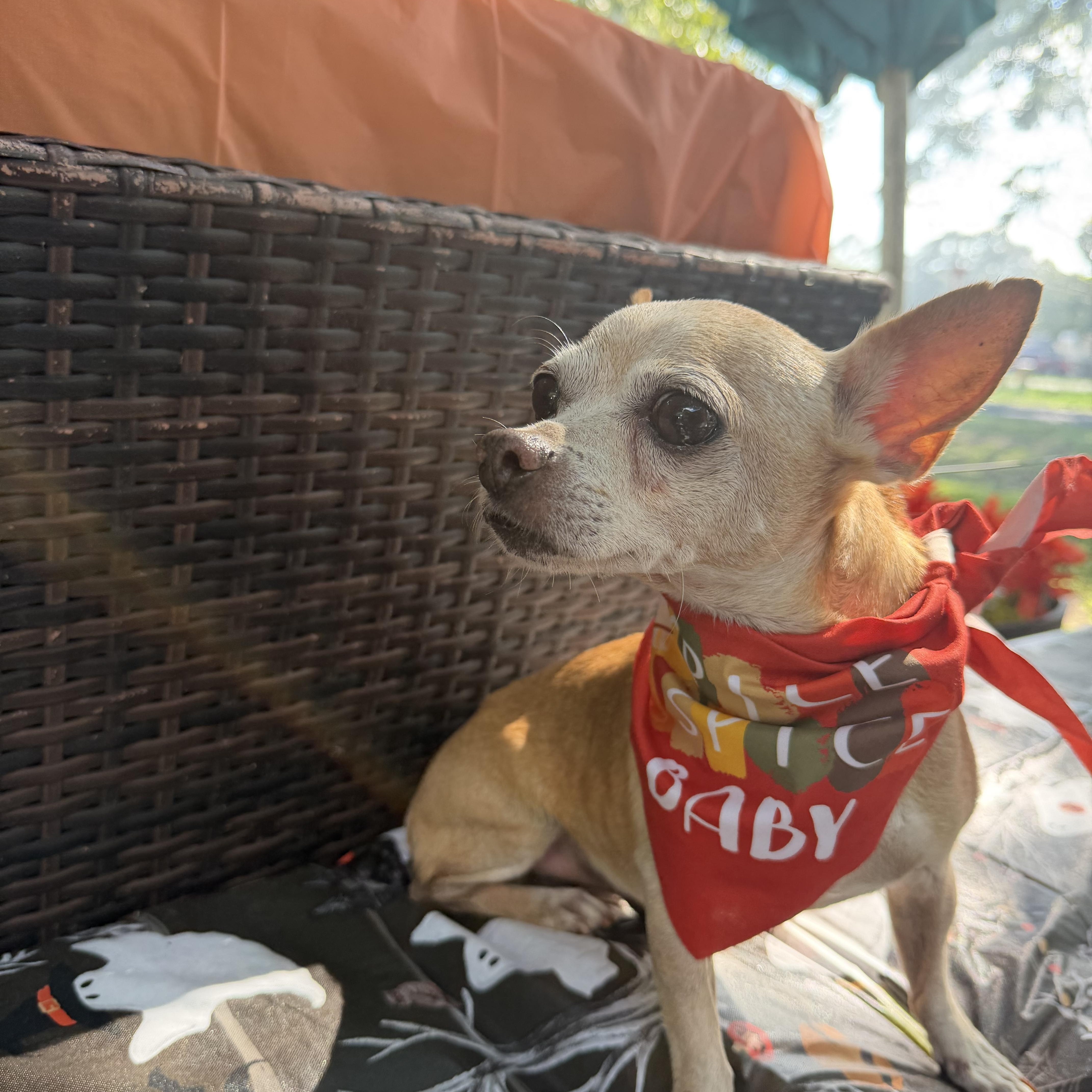Enlarge Billy Brown, a Adoptable Chihuahua in Warwick, RI image 2/4