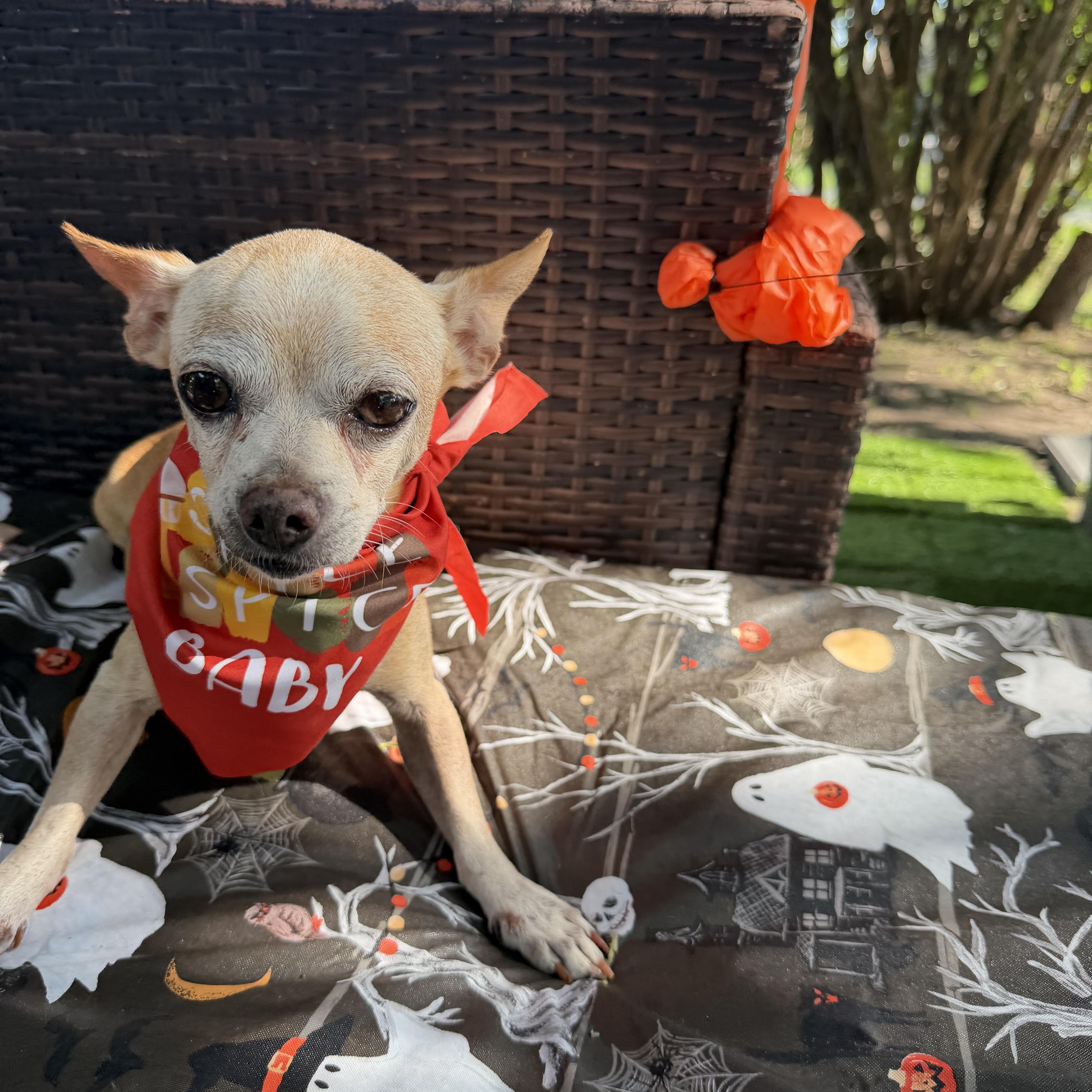 Enlarge Billy Brown, a Adoptable Chihuahua in Warwick, RI image 4/4