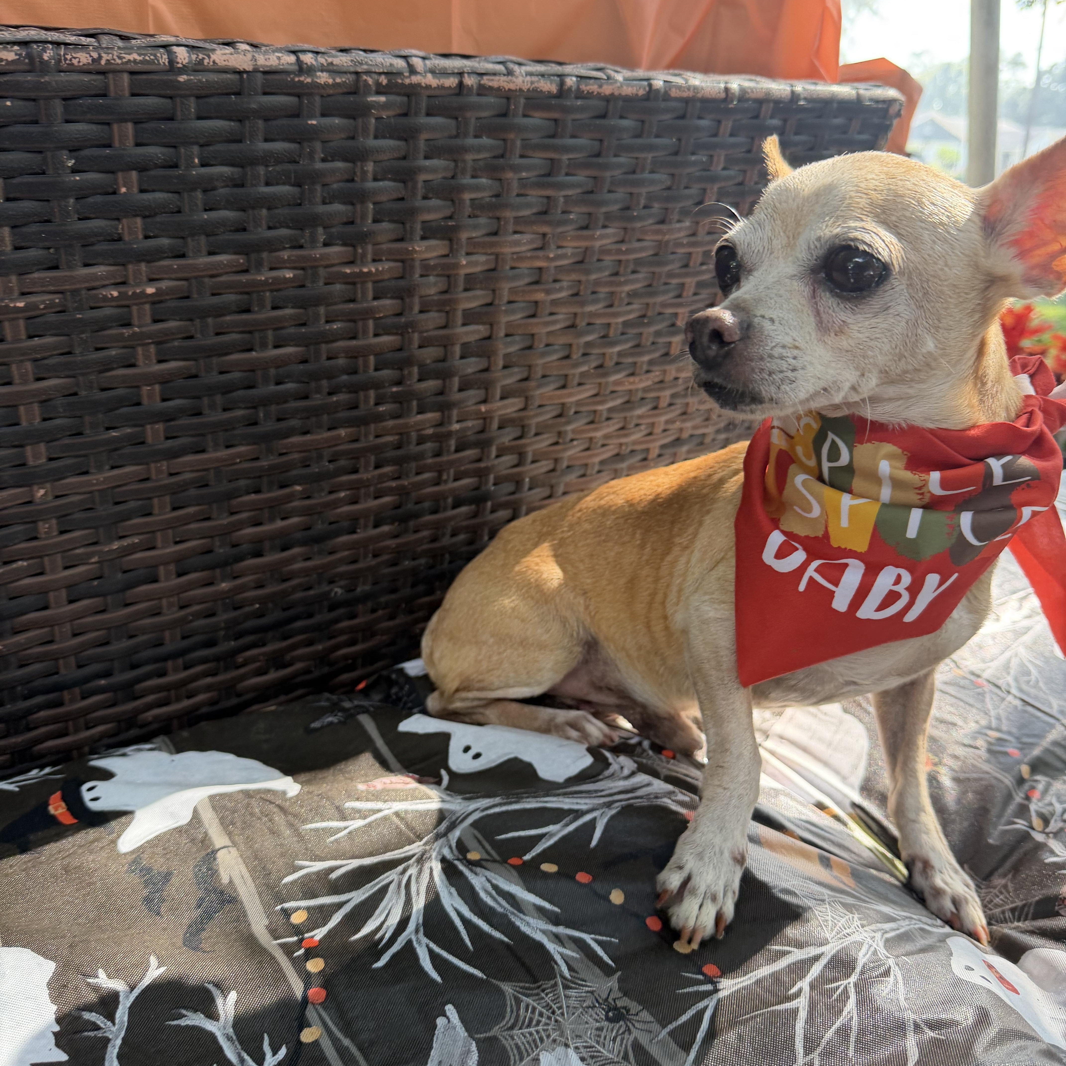 Billy Brown, Adoptable, Adult Male Chihuahua.