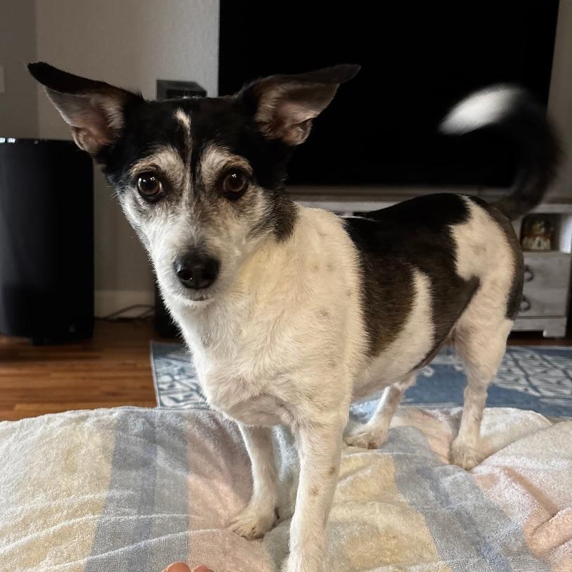 Buddy, Adoptable, Senior Male Jack Russell Terrier.