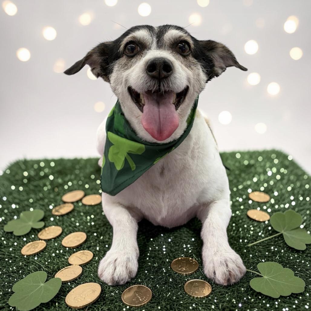 Enlarge Buddy, a Adoptable Jack Russell Terrier in Seminole, FL image 2/6