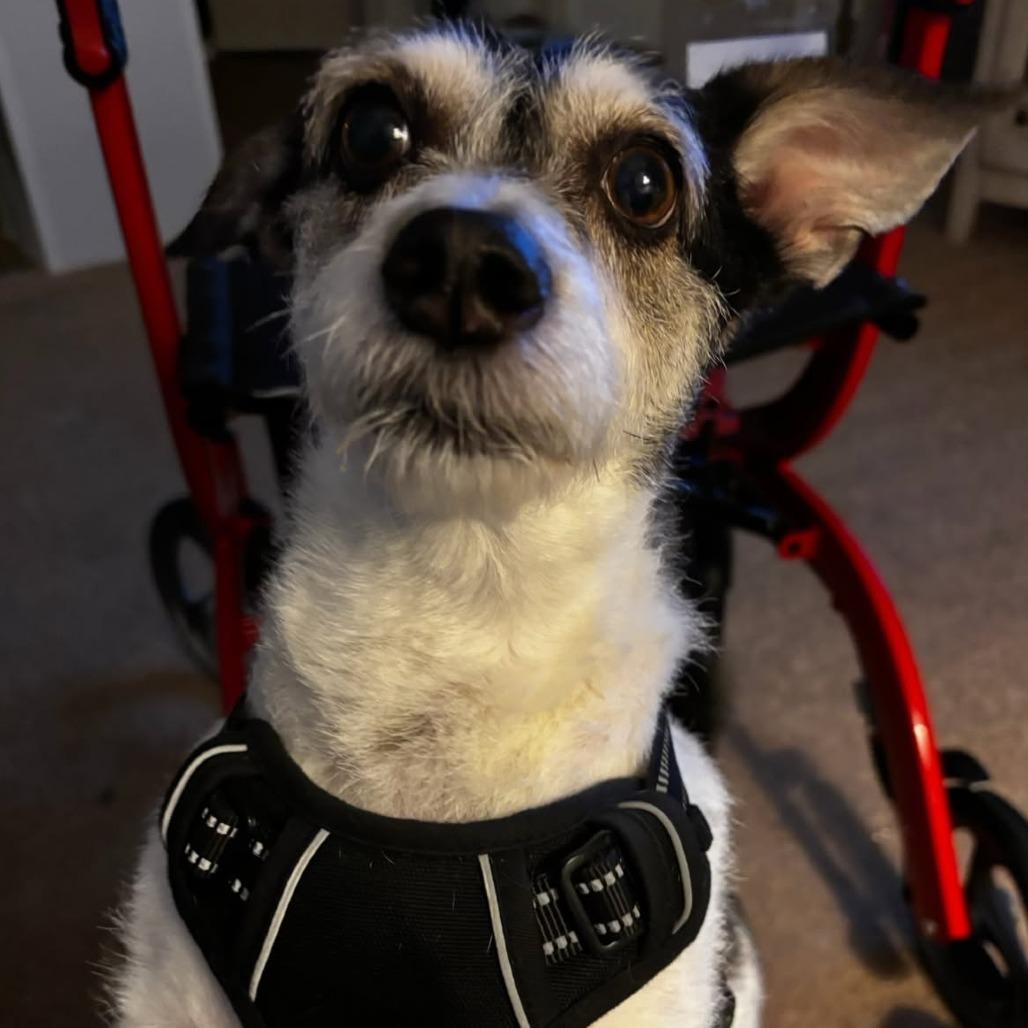 Enlarge Buddy, a Adoptable Jack Russell Terrier in Seminole, FL image 3/6