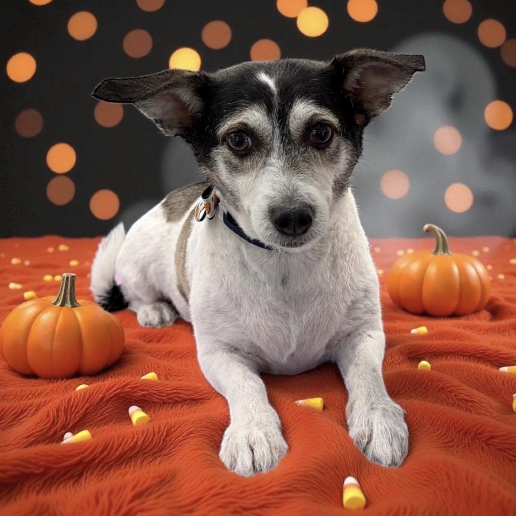Enlarge Buddy, a Adoptable Jack Russell Terrier in Seminole, FL image 4/6