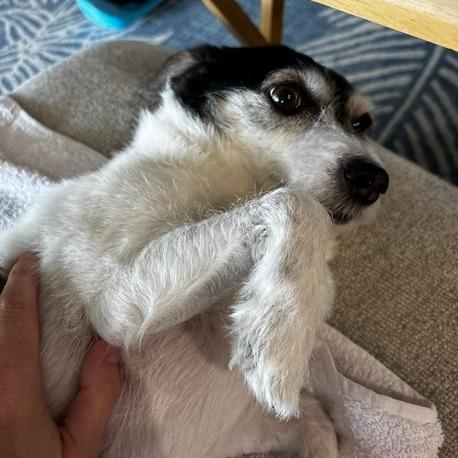 Enlarge Buddy, a Adoptable Jack Russell Terrier in Seminole, FL image 5/6