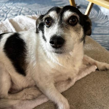 Enlarge Buddy, a Adoptable Jack Russell Terrier in Seminole, FL image 6/6