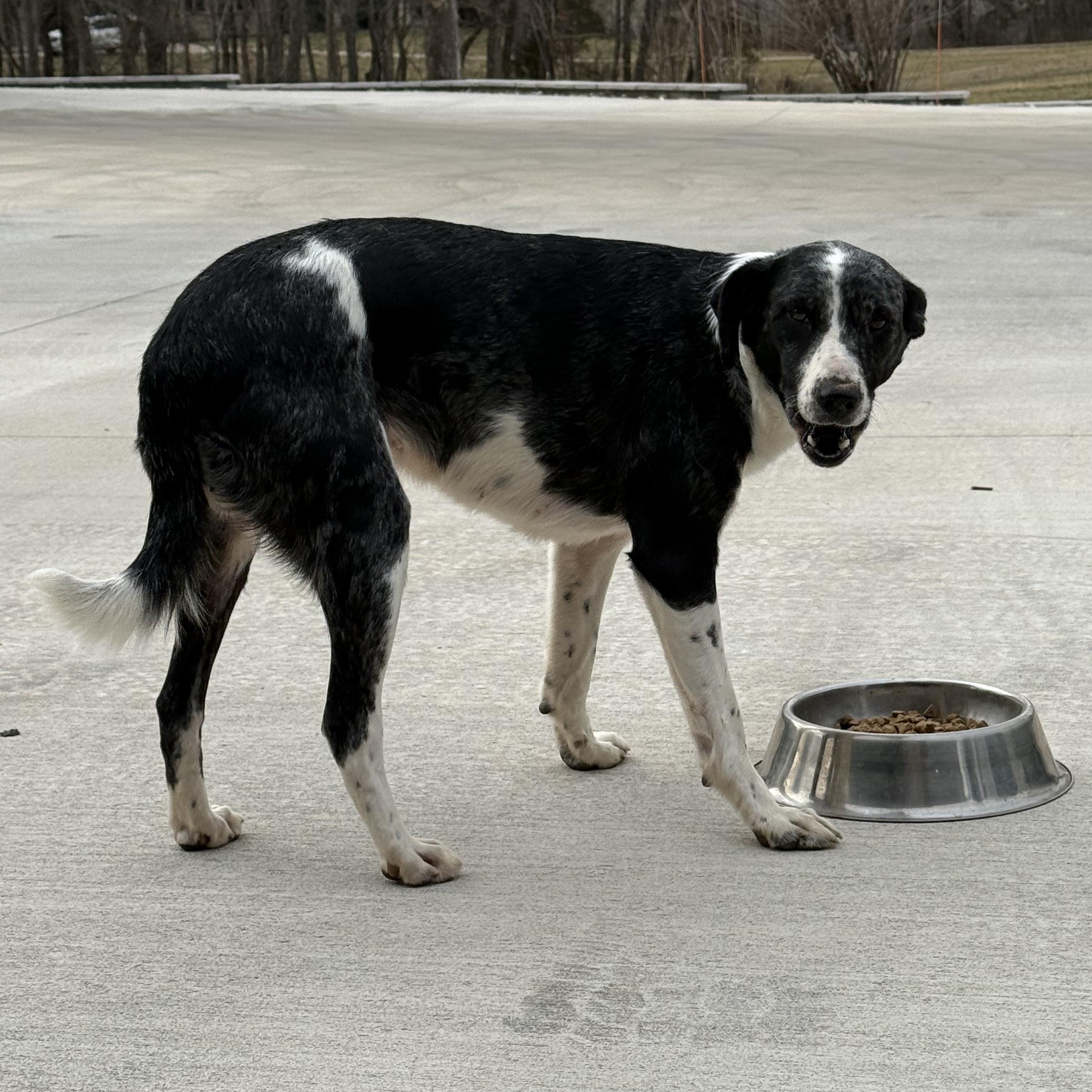 Rosie (ADOPTION FEE SPONSORED) — thumbnail 2