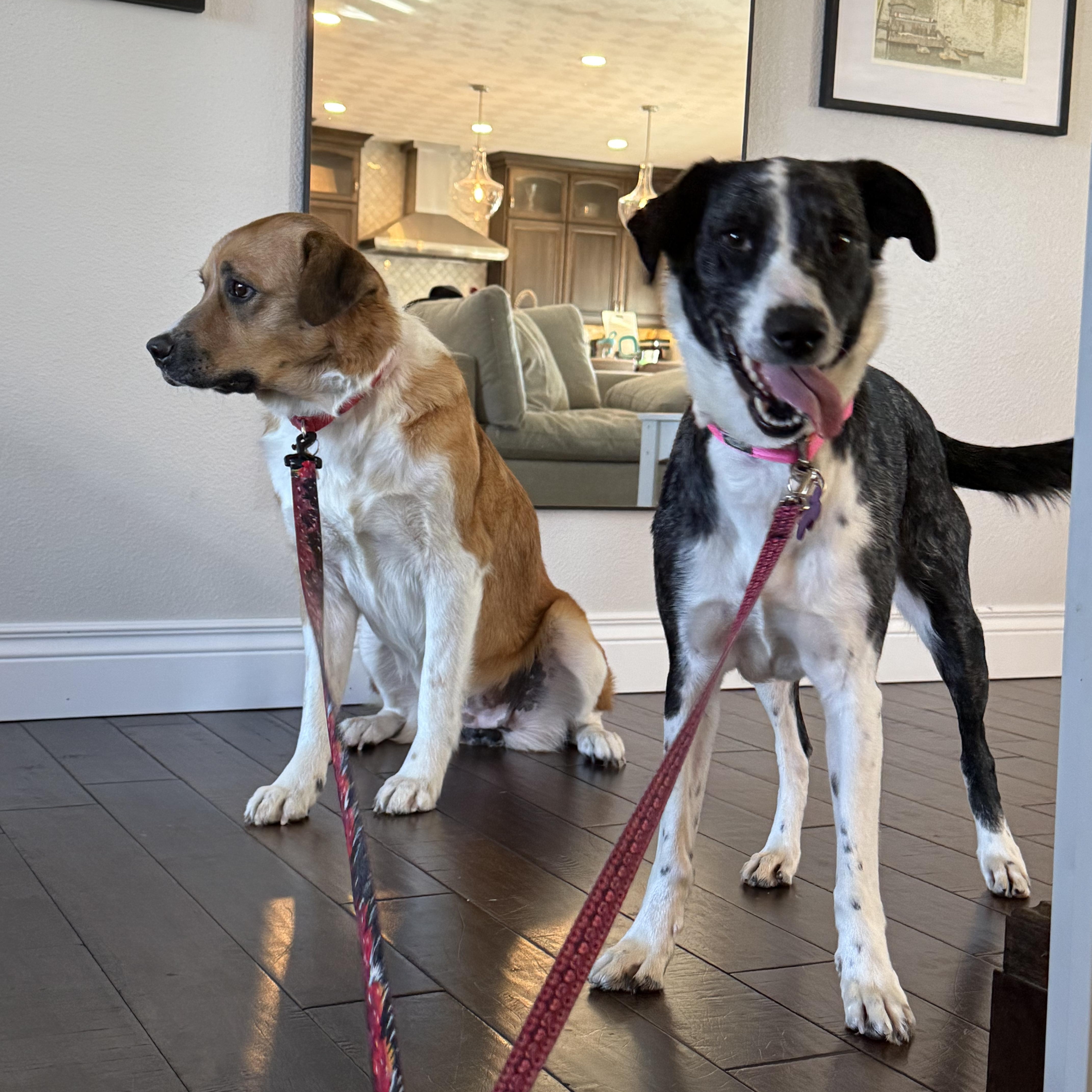 Rosie (ADOPTION FEE SPONSORED) — thumbnail 3