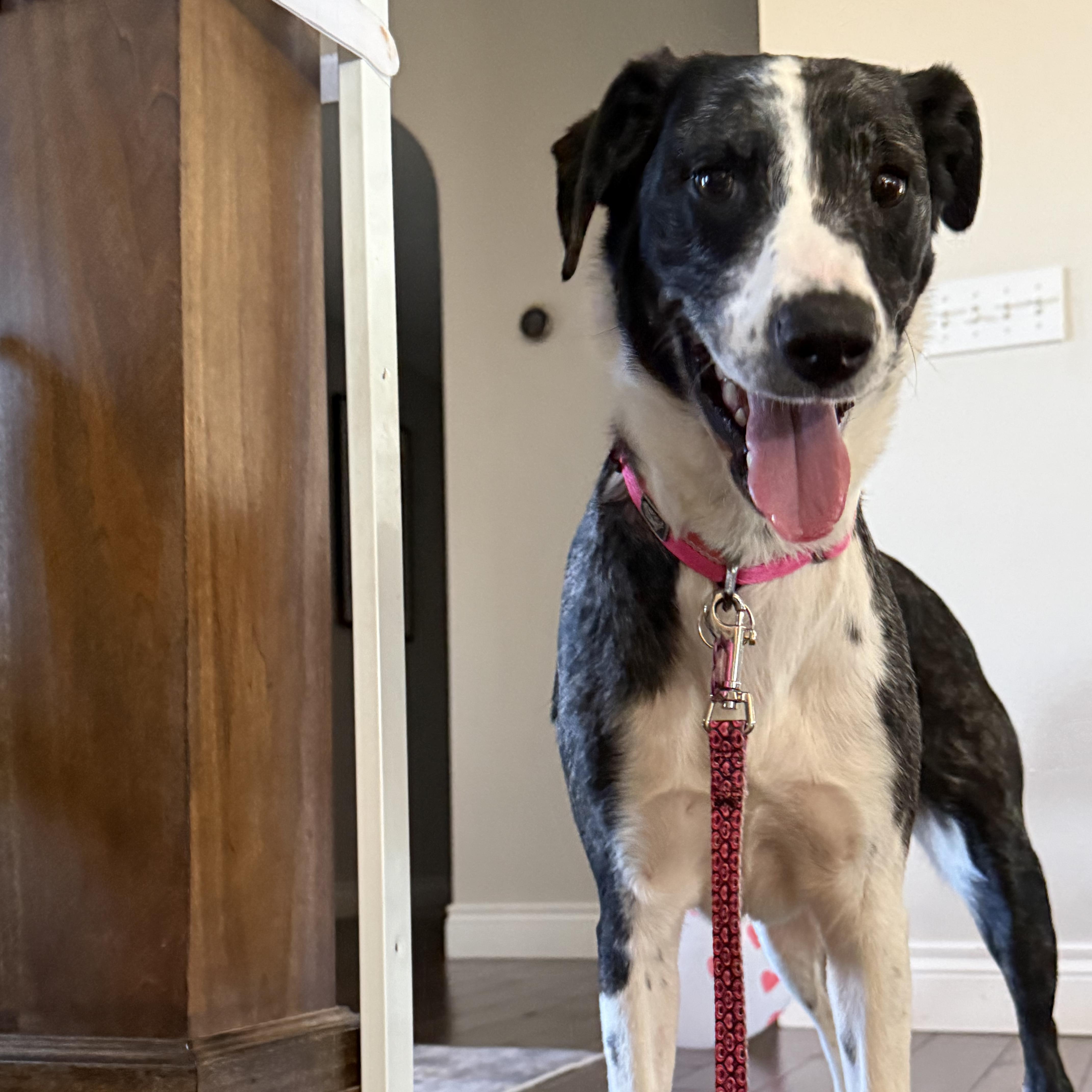 Rosie (ADOPTION FEE SPONSORED) — thumbnail 4