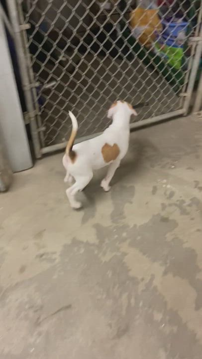 Enlarge Arnold & Houlihan, a Adopted mixed breed in Leavenworth, KS video 6/11