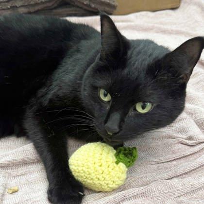 Billy, Adoptable, Adult Male Domestic Short Hair.