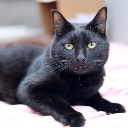 Enlarge Billy, a Adoptable mixed breed in Atlanta, GA image 2/3