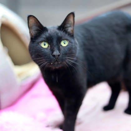 Enlarge Billy, a Adoptable mixed breed in Atlanta, GA image 3/3