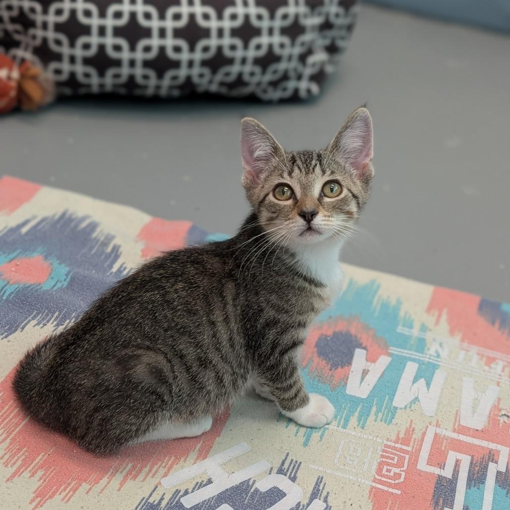 Azul, Adoptable, Kitten Female Domestic Short Hair.