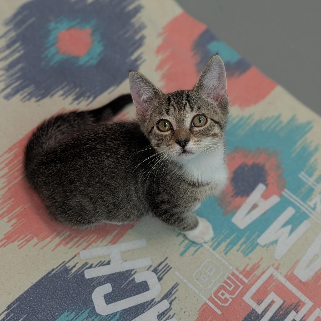 Enlarge Azul, a Adoptable Domestic Short Hair in Cape Girardeau, MO image 2/2