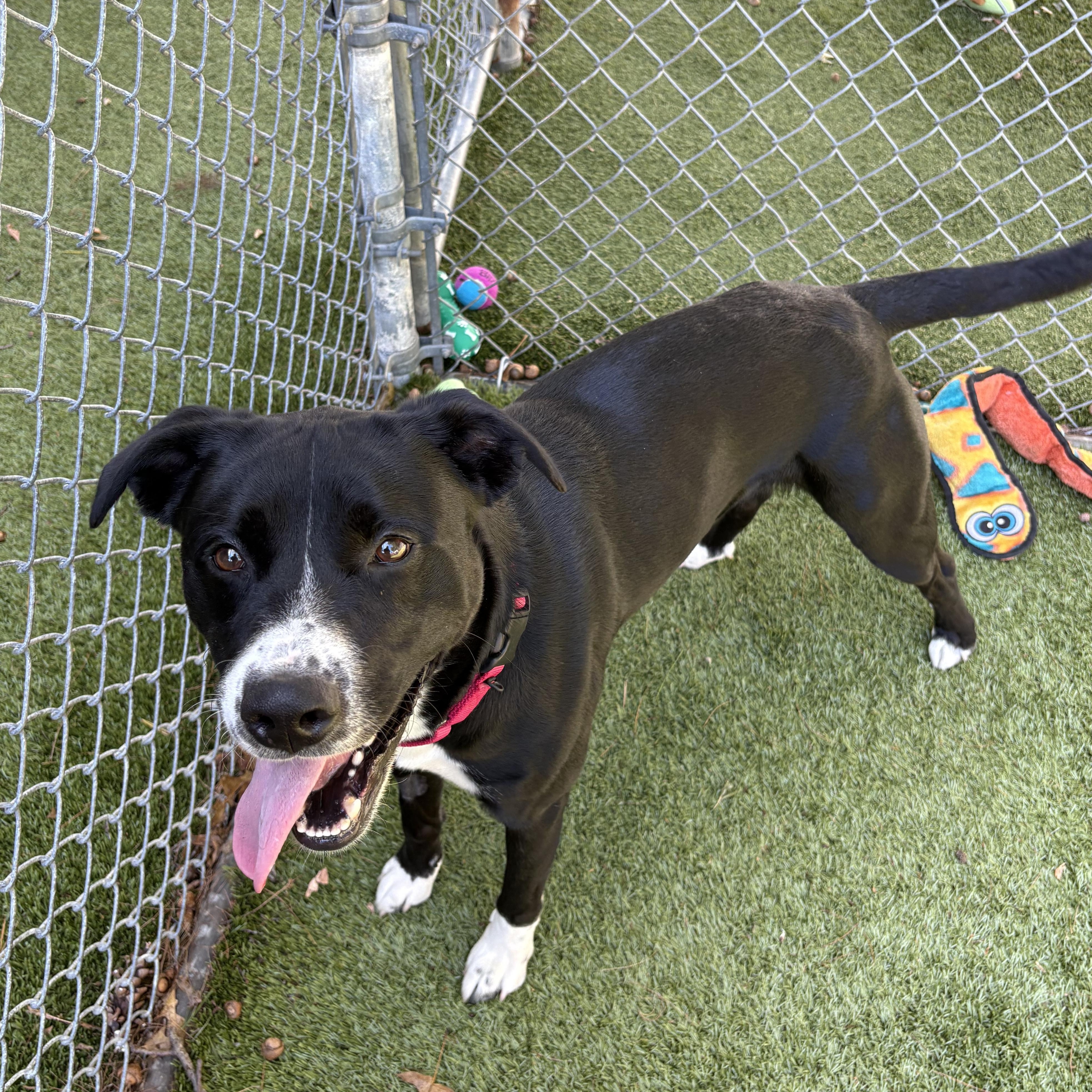 Enlarge Cannoli, a Adoptable mixed breed in Kingston, MA image 3/6