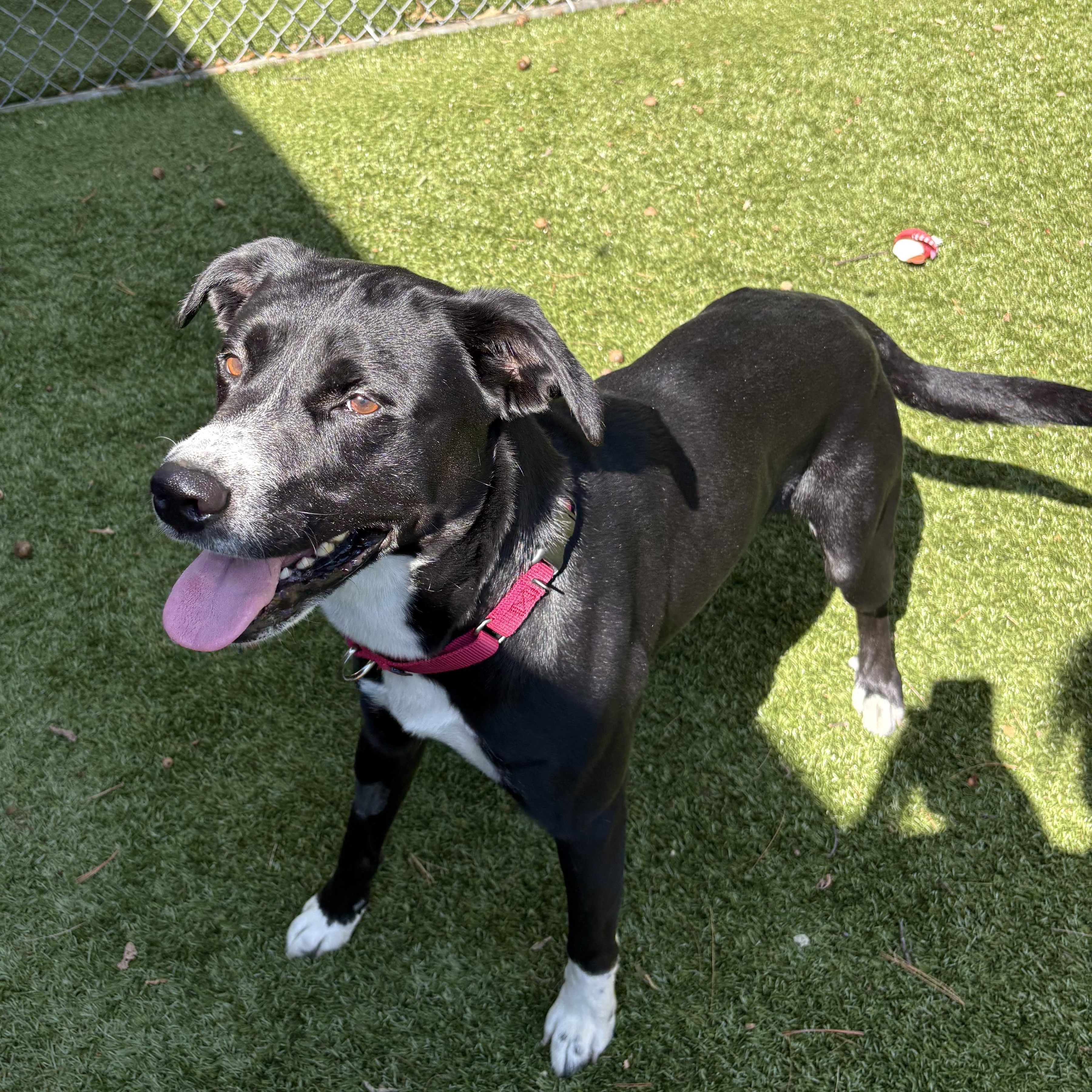 Enlarge Cannoli, a Adoptable mixed breed in Kingston, MA image 4/6