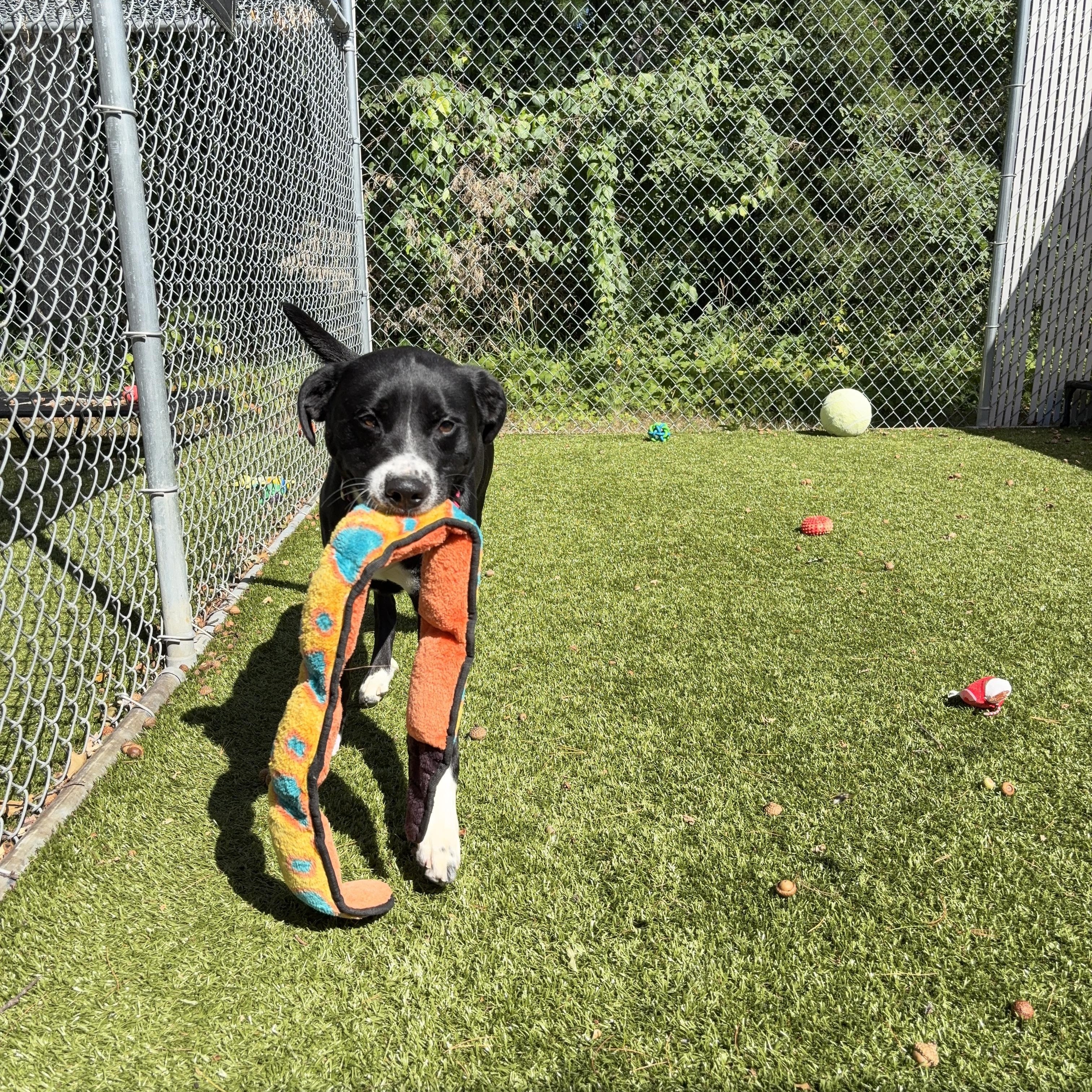 Enlarge Cannoli, a Adoptable mixed breed in Kingston, MA image 2/6