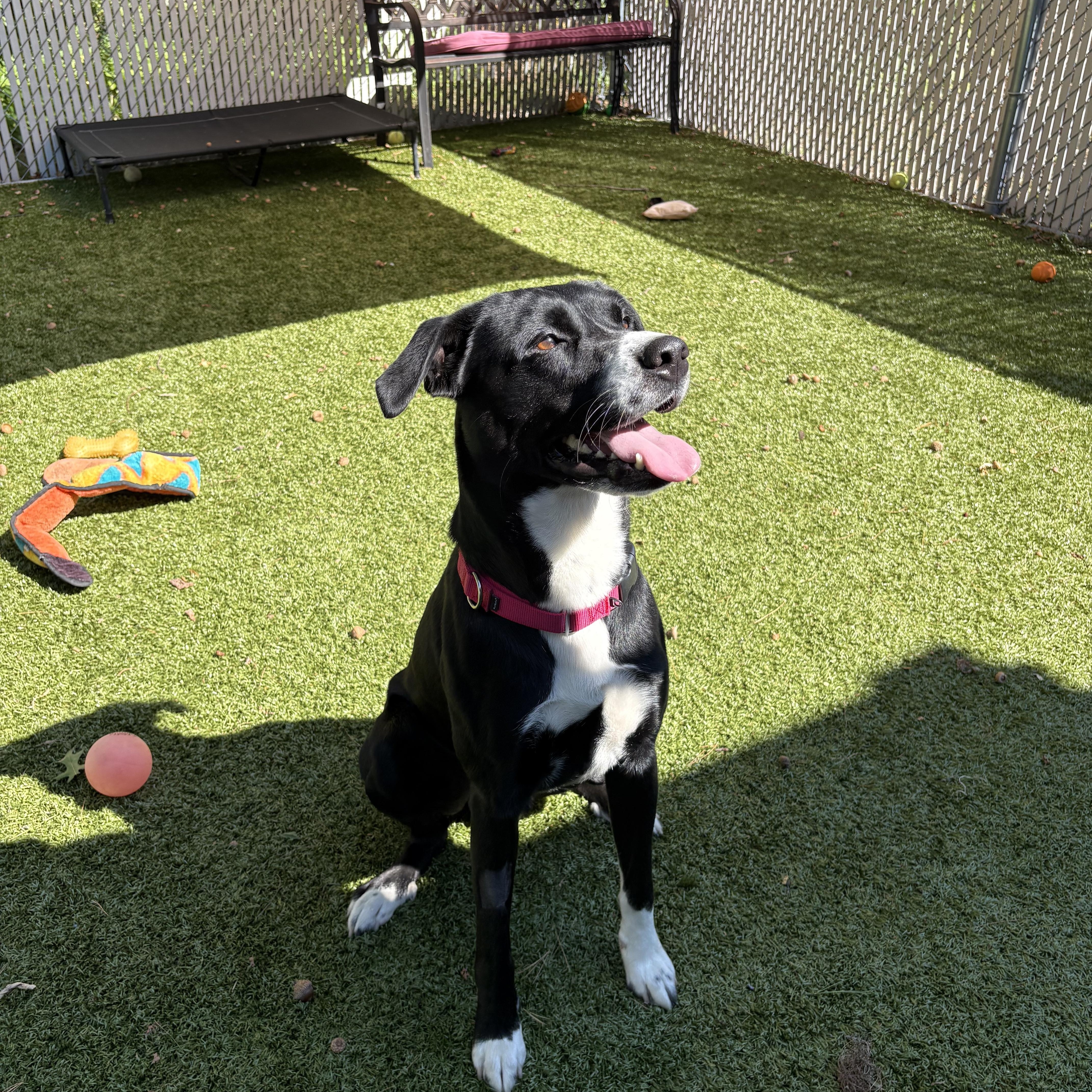 Cannoli, Adoptable, Young Male Black Labrador Retriever.