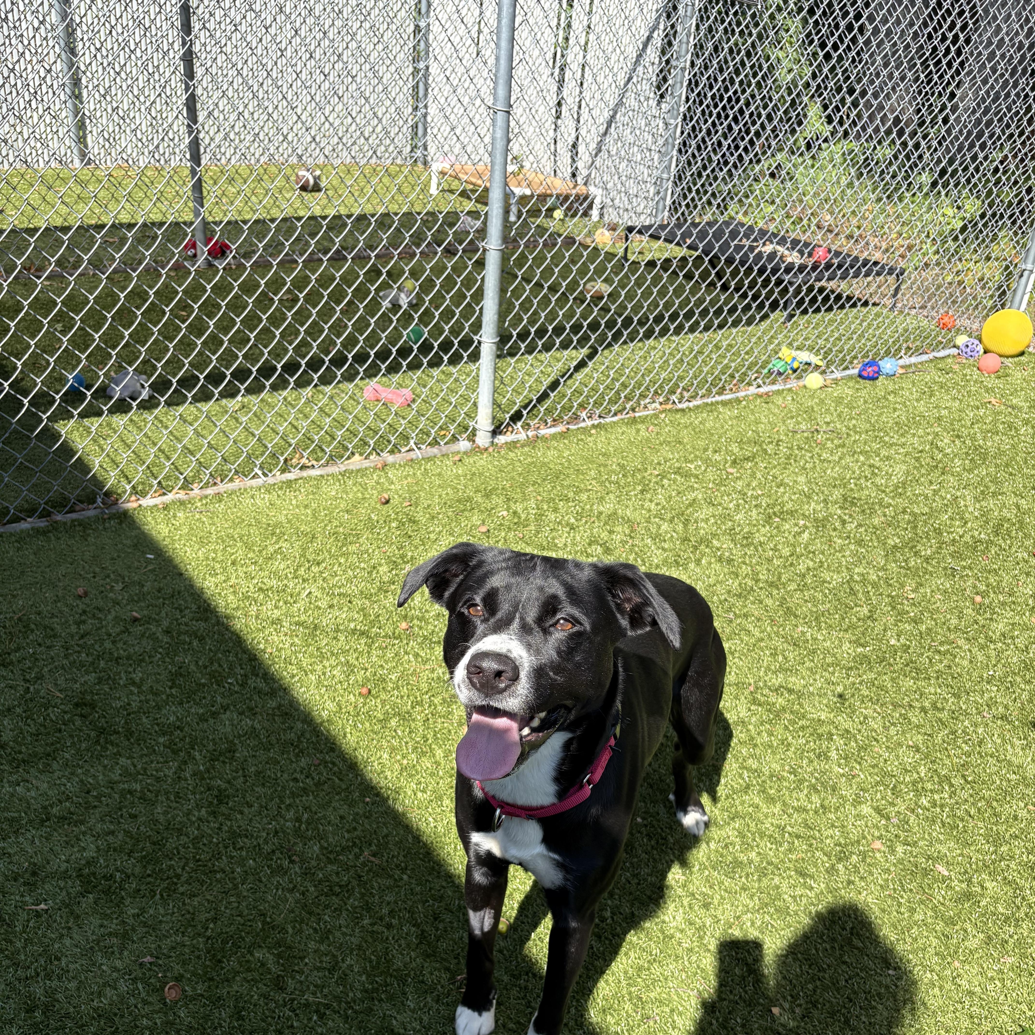 Enlarge Cannoli, a Adoptable mixed breed in Kingston, MA image 5/6