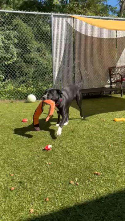 Enlarge Cannoli, a Adoptable mixed breed in Kingston, MA video 6/6