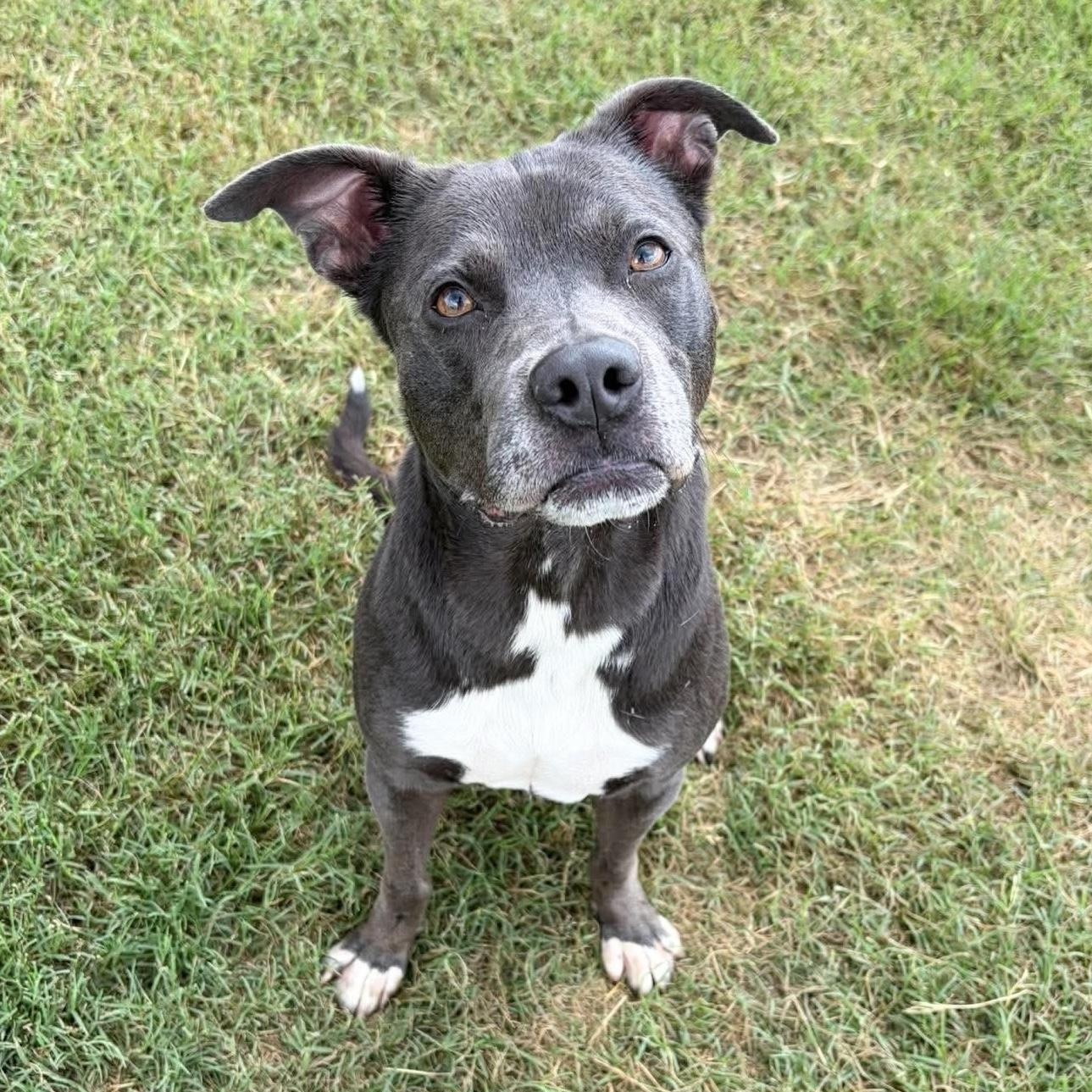 Tony the Angel, ADOPTABLE, Adult Male Staffordshire Bull Terrier & Pit Bull Terrier.
