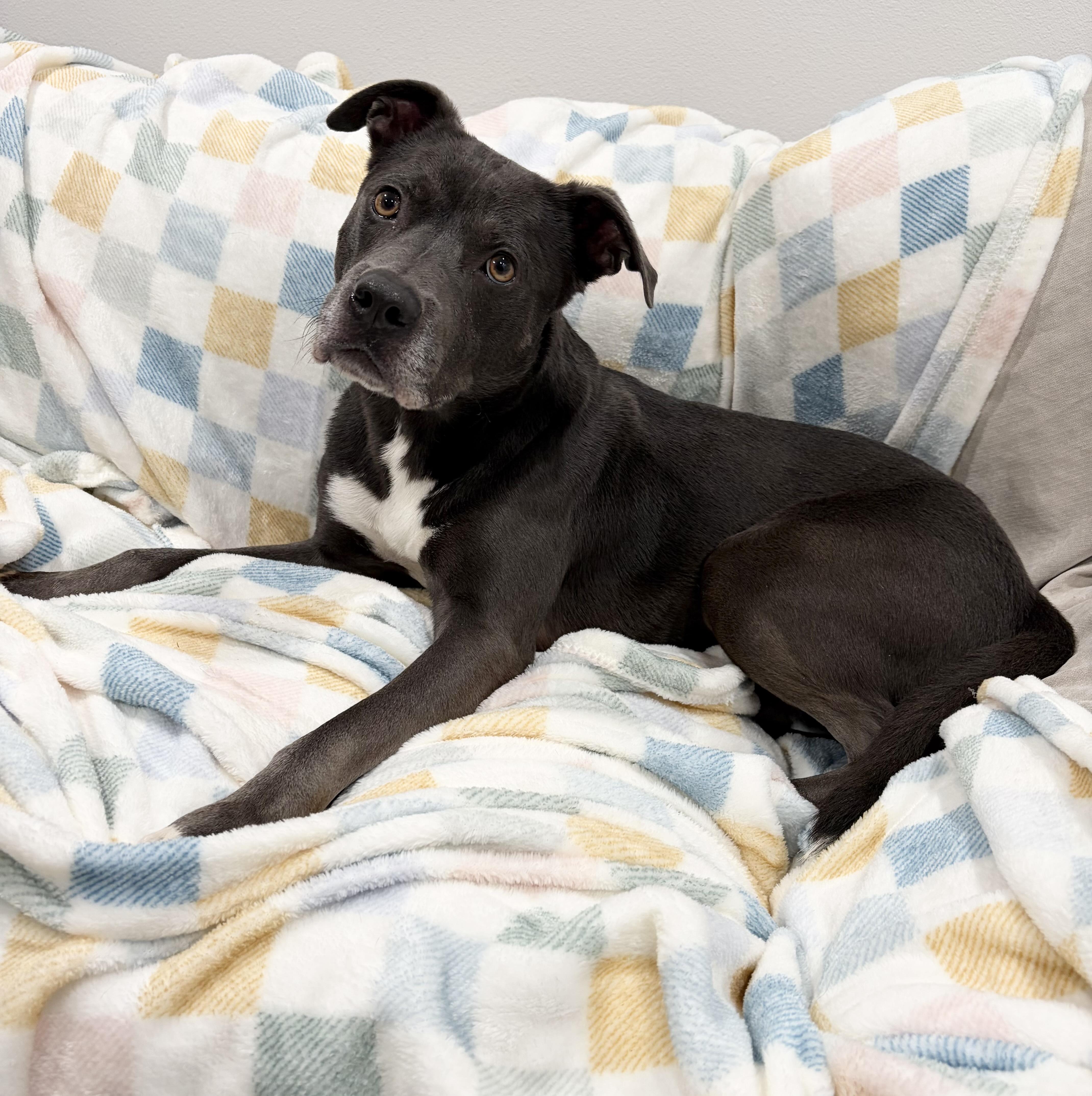 Tony the Angel, a ADOPTABLE mixed breed in West Hartford , CT image 5/6