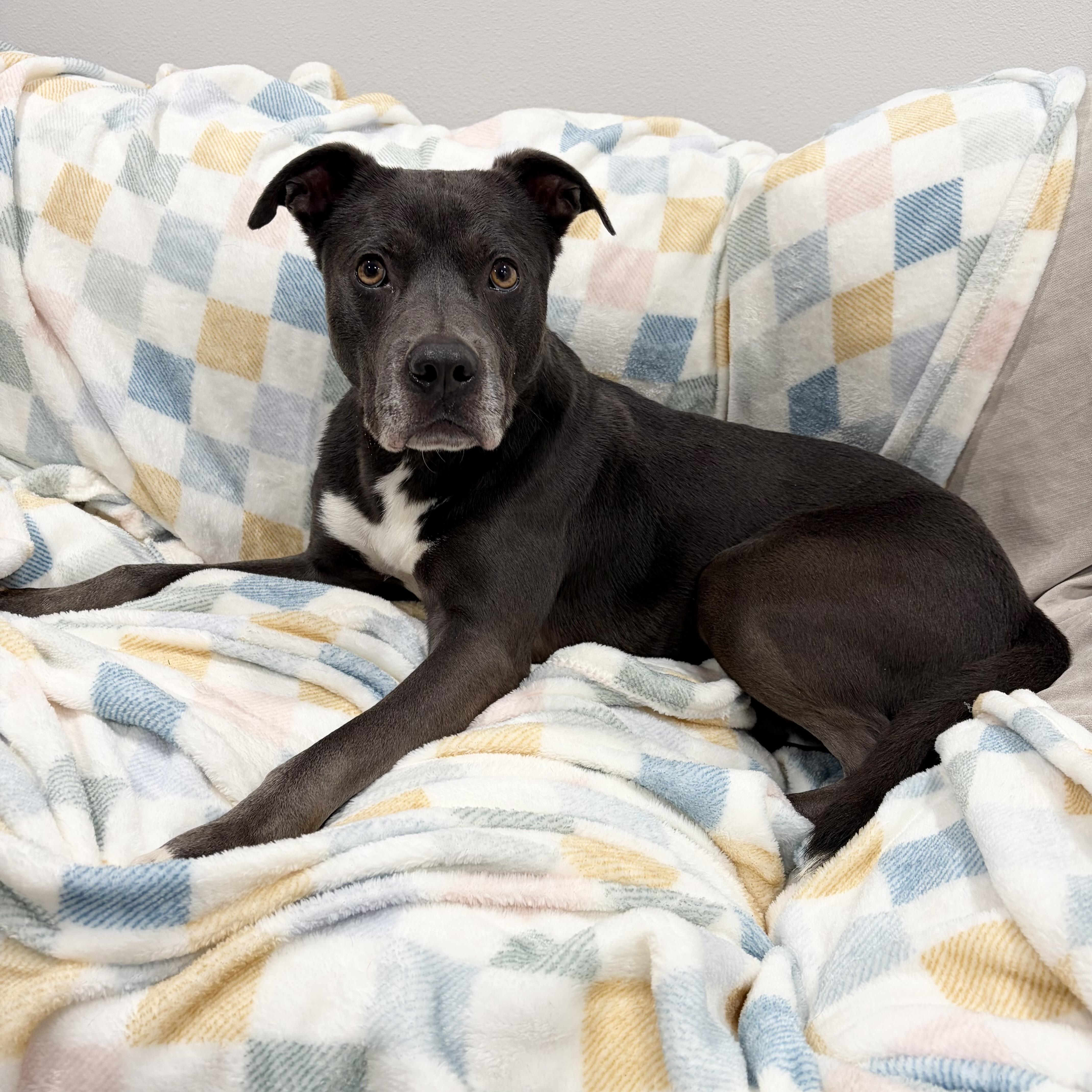 Tony the Angel, a ADOPTABLE mixed breed in West Hartford , CT image 4/6