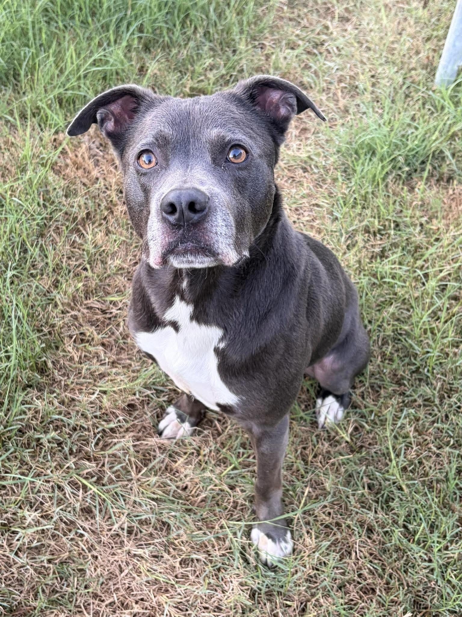 Tony the Angel, a ADOPTABLE mixed breed in West Hartford , CT image 6/6