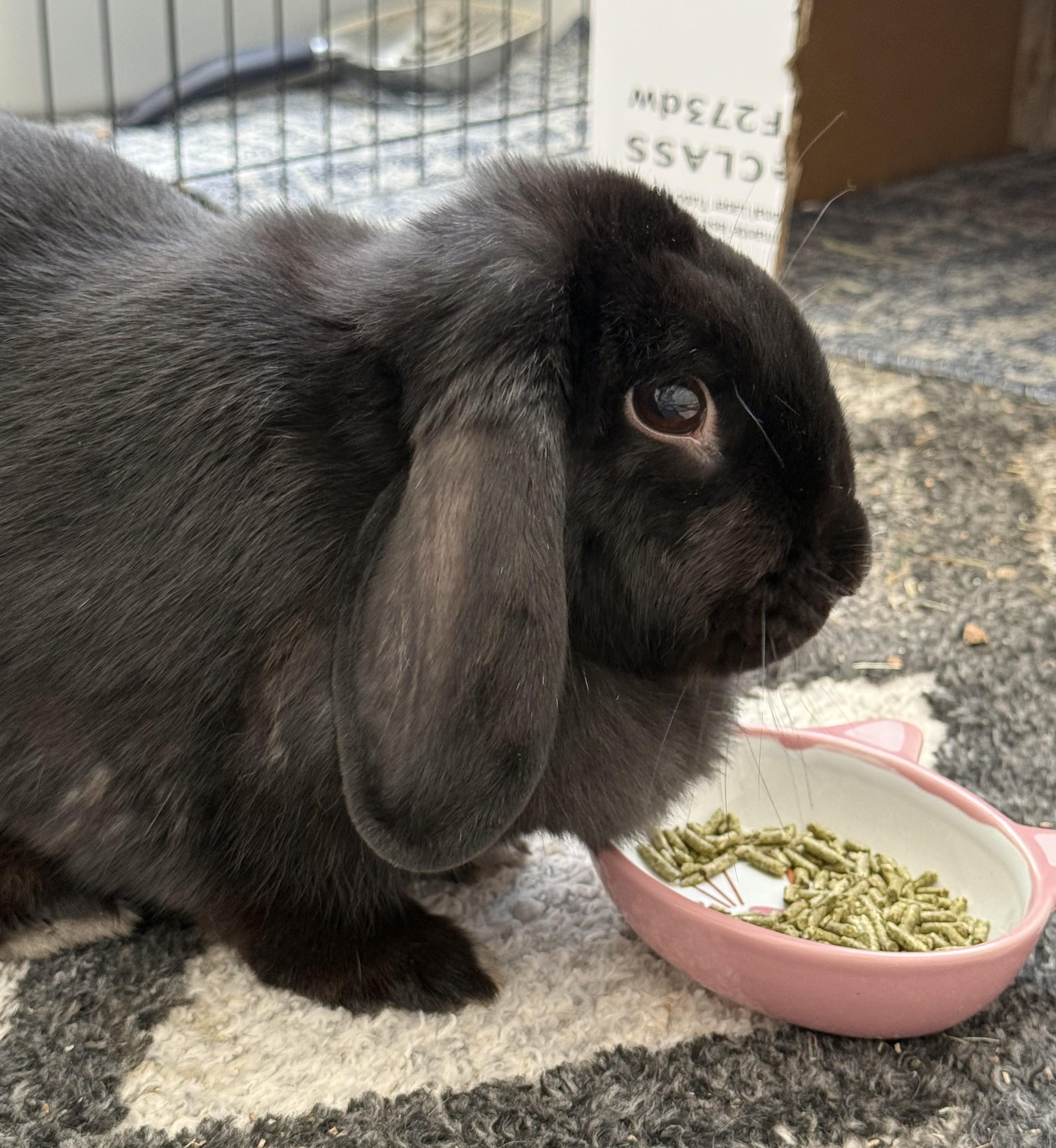 Beauty, adopted, Adult Female Mini Lop.