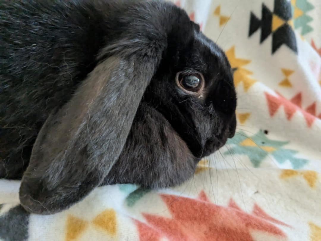 Enlarge Beauty, an adopted Mini Lop in Utica, NY image 2/6