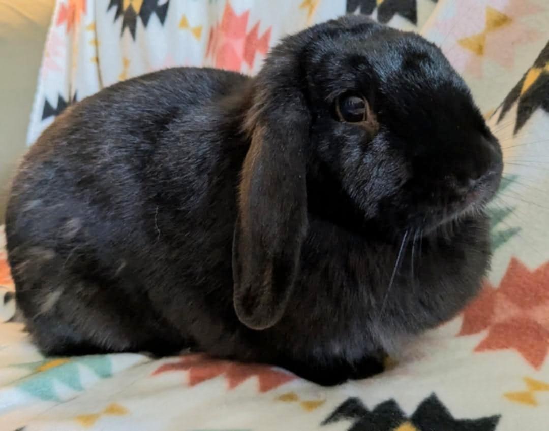 Enlarge Beauty, an adopted Mini Lop in Utica, NY image 3/6