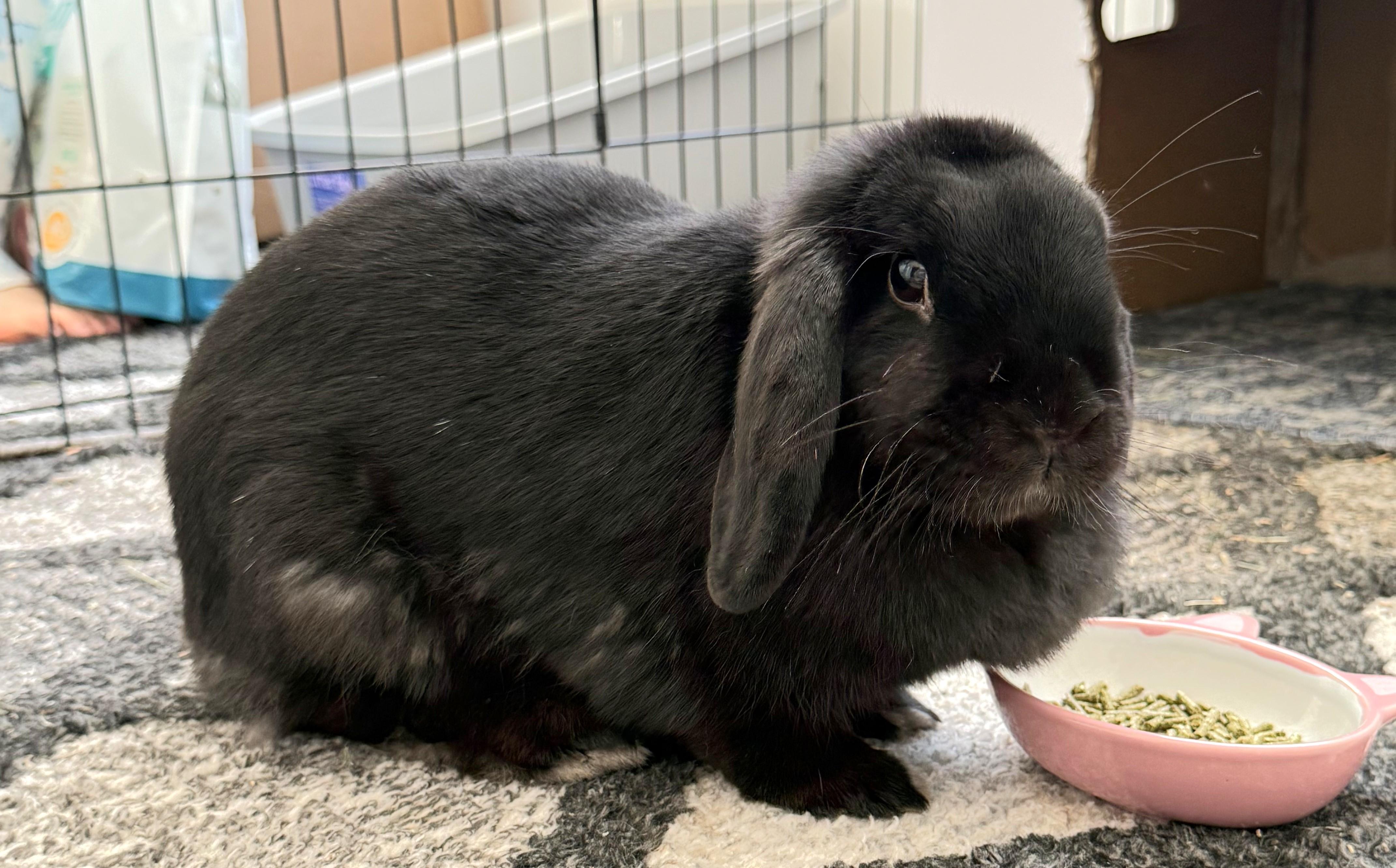 Enlarge Beauty, an adopted Mini Lop in Utica, NY image 4/6