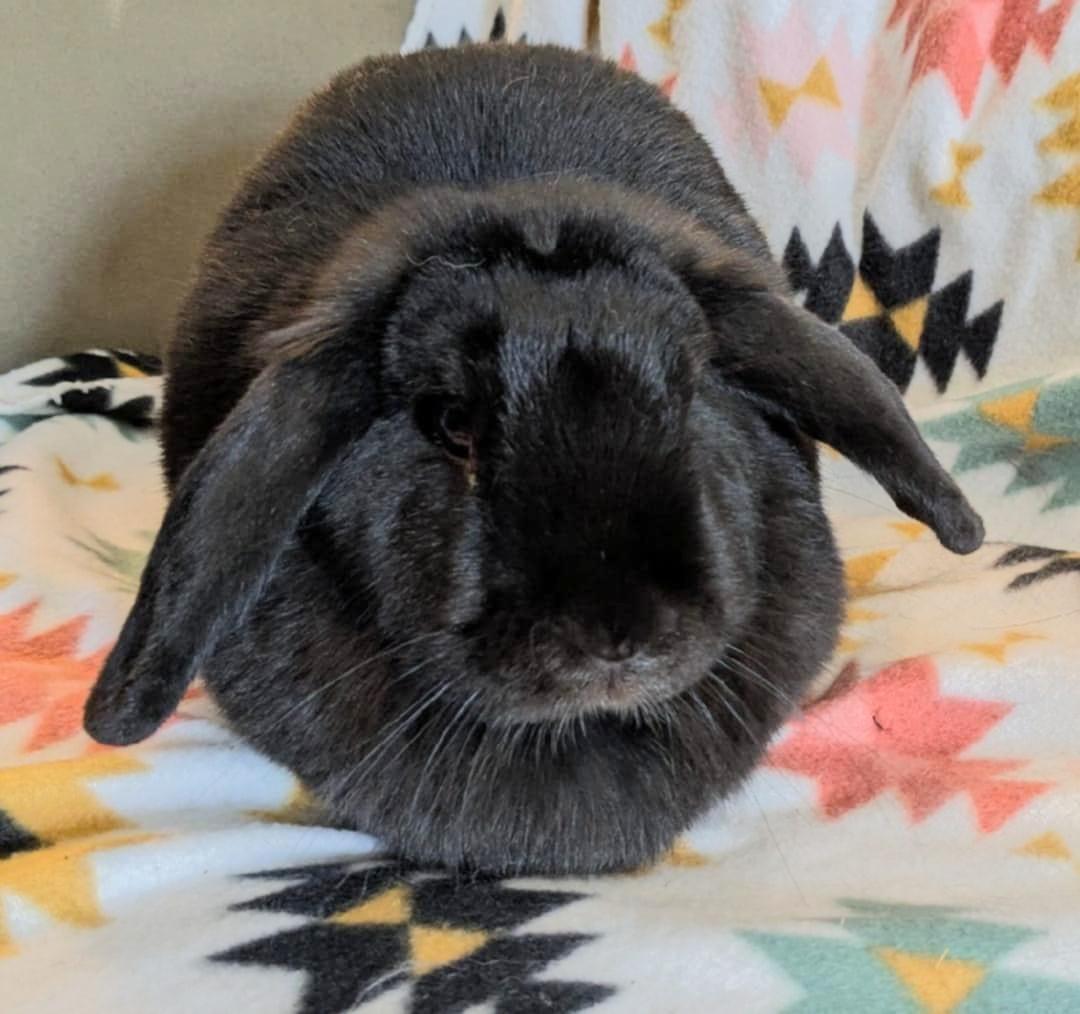 Enlarge Beauty, an adopted Mini Lop in Utica, NY image 5/6