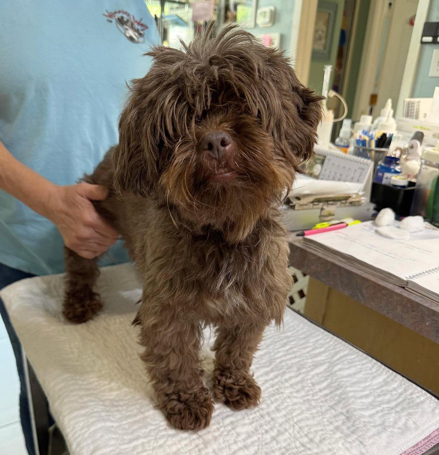 Enlarge Viviana (NOT YET AVAILABLE), a Adoptable Shih Tzu in Benton, LA image 1/1
