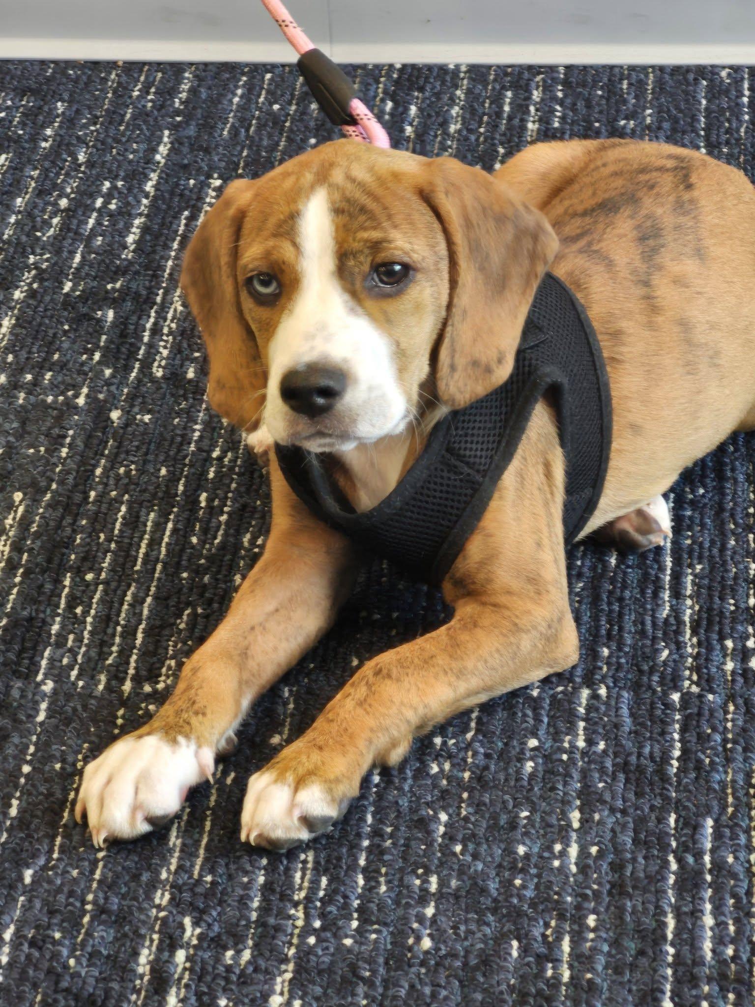 Enlarge Trix, an adopted mixed breed in Huntingdon, PA image 2/2