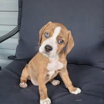 Trix, adopted, Puppy Female Beagle.