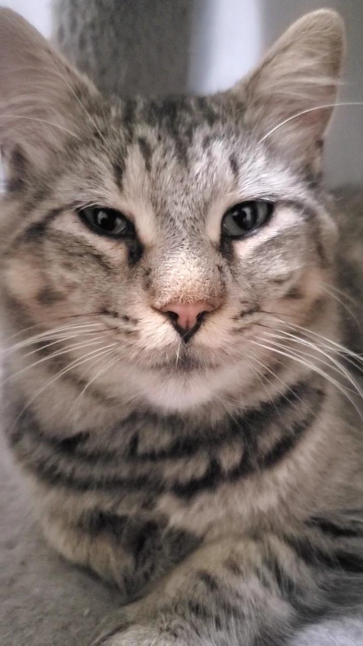 Enlarge Hudson, a Adoptable Domestic Long Hair in Waterloo, ON image 1/6