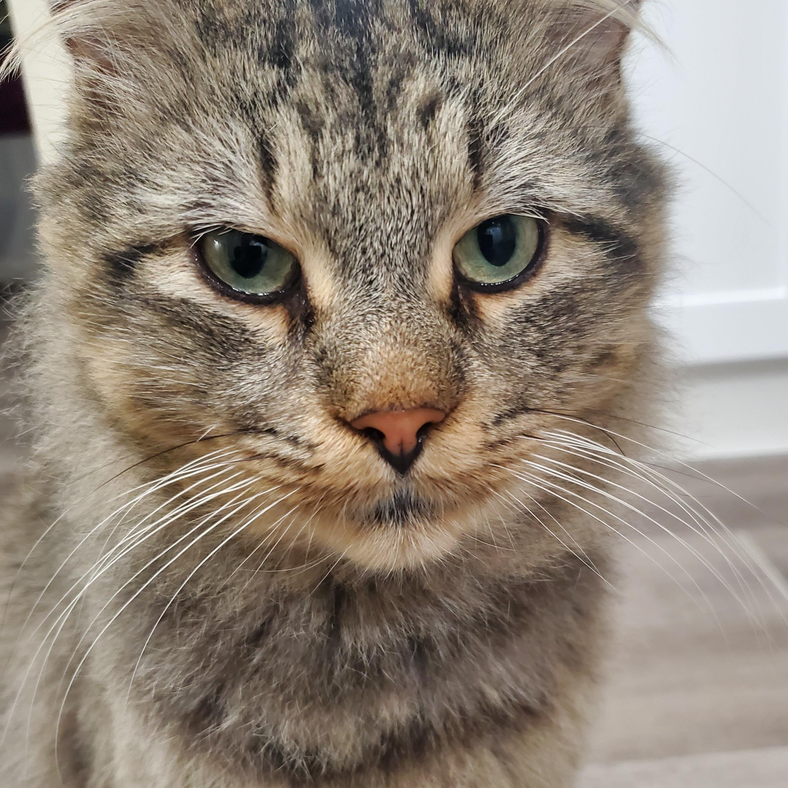 Enlarge Hudson, a Adoptable Domestic Long Hair in Waterloo, ON image 2/6