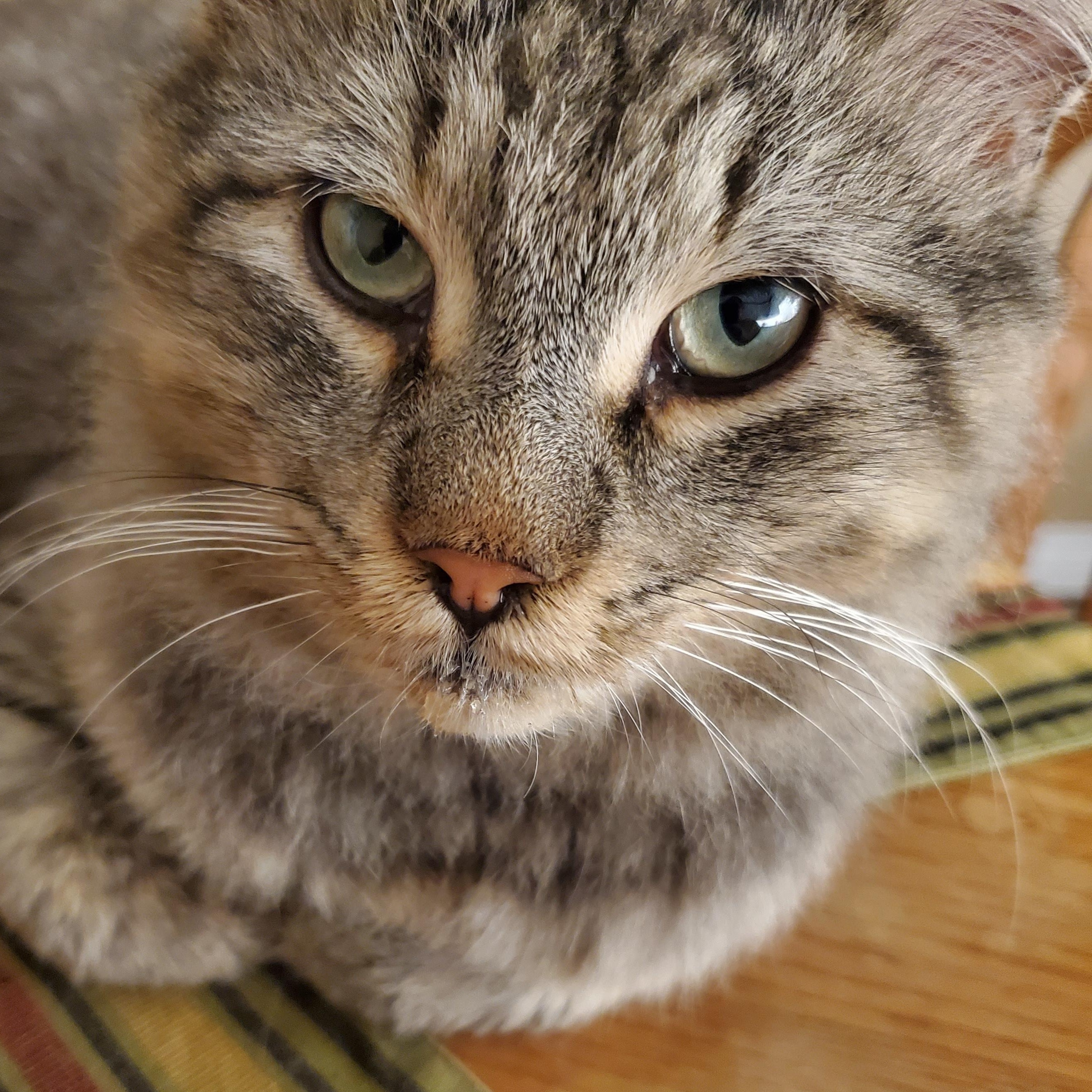 Enlarge Hudson, a Adoptable Domestic Long Hair in Waterloo, ON image 3/6