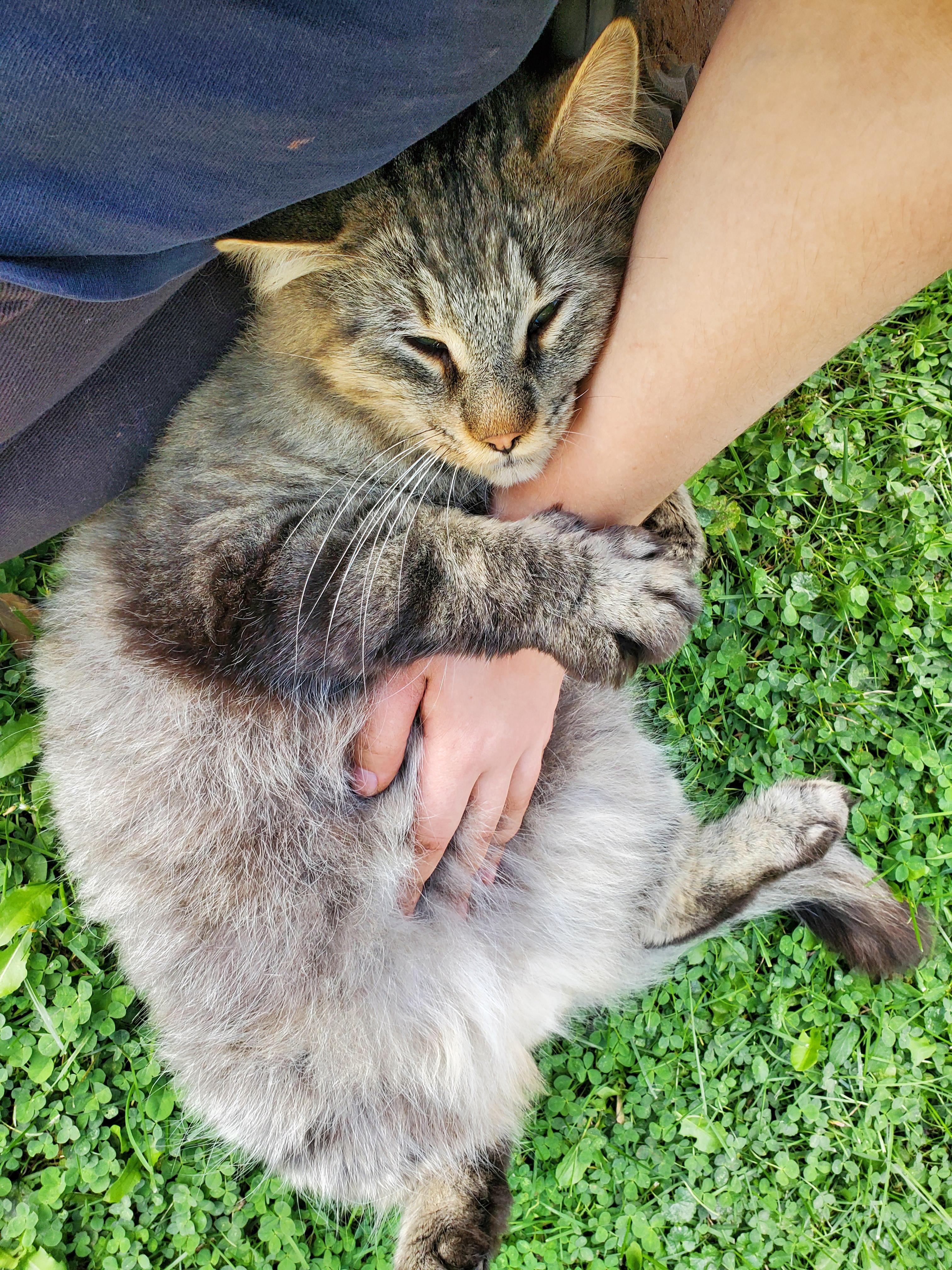 Enlarge Hudson, a Adoptable Domestic Long Hair in Waterloo, ON image 4/6